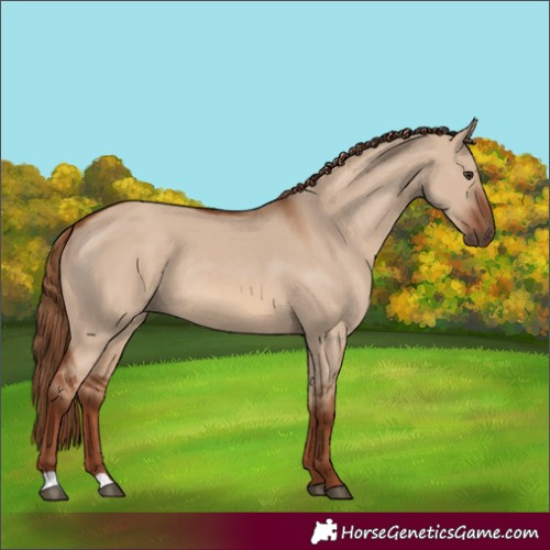 Horse Color:Red Dun Rabicano 
