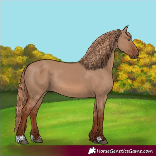 Horse Color:Red Dun Rabicano 