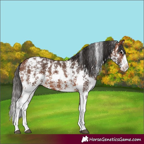 Horse Color:Bay Sabino Splash Appaloosa 