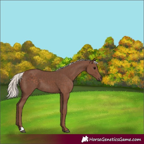 Horse Color:Silver Black 