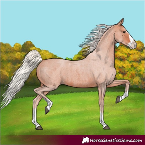 Horse Color:Silver Brown Roan Splash