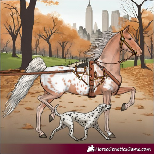 Horse Color:Silver Brown Appaloosa 
