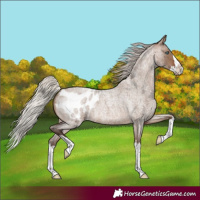 Horse Color:Silver Brown Roan Dun Splash Appaloosa Rabicano 