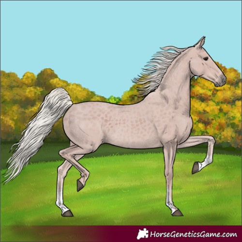 Horse Color:Silver Black Sabino 
