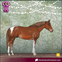 Horse Color:Chestnut Tobiano