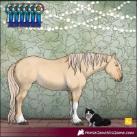 Horse Color:Palomino Dun Tobiano