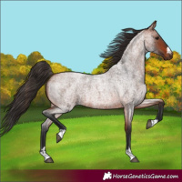Horse Color:Bay Roan 