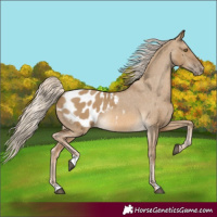 Horse Color:Chocolate Palomino Dun Appaloosa Rabicano 