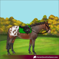 Horse Color:Bay Appaloosa  and Bay Appaloosa 