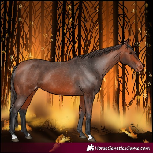 Horse Color:Bay Varnish 