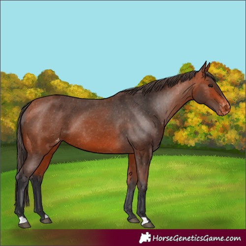 Horse Color:Bay Appaloosa 