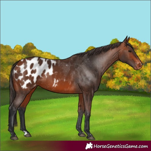 Horse Color:Bay Appaloosa