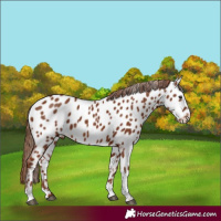 Horse Color:Chestnut Appaloosa 