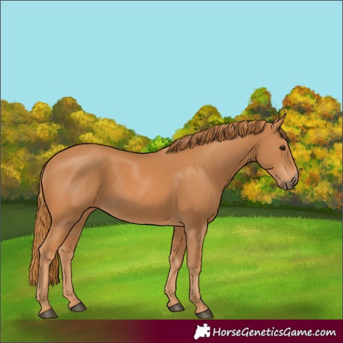Horse Color:Chestnut 