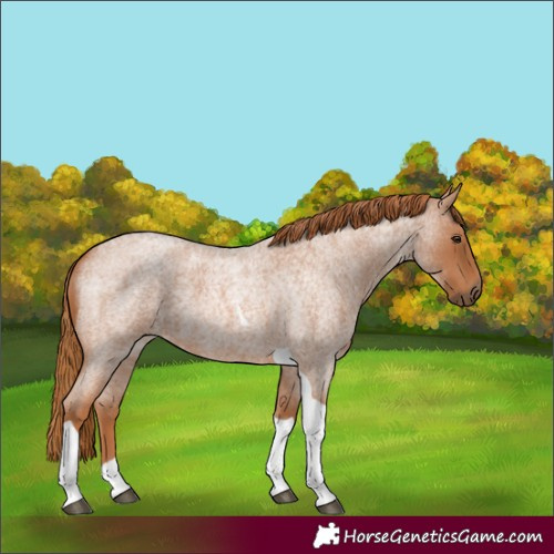 Horse Color:Red Roan Tobiano 