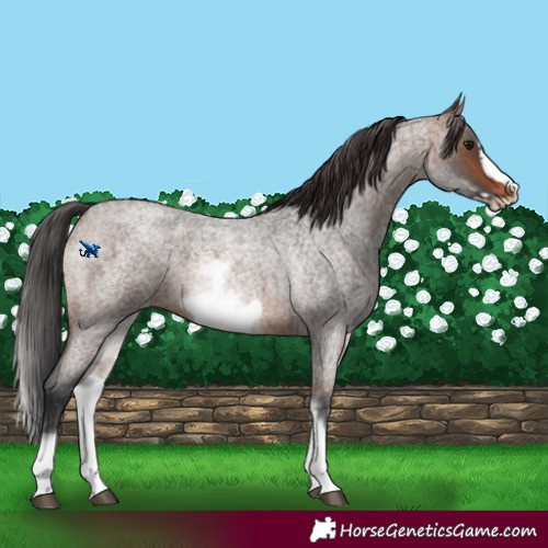Horse Color:White Spotted Brown Roan Frame 