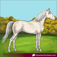 Horse Color:Cremello 