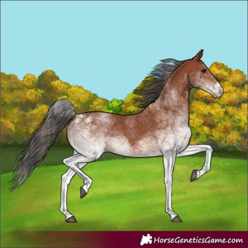 Horse Color:White Spotted Bay