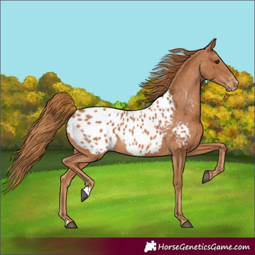 Horse Color:Chestnut Appaloosa 