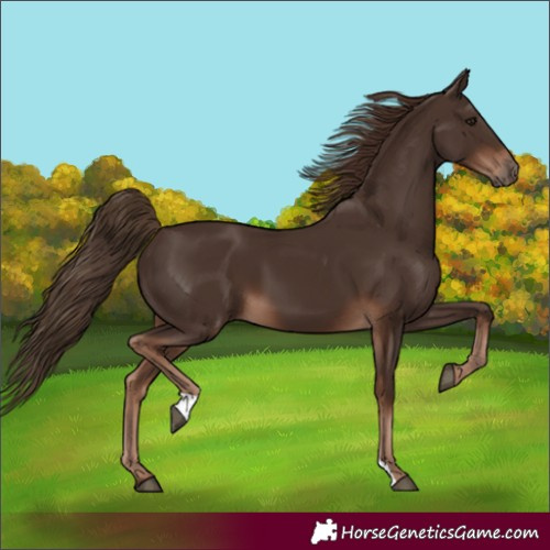 Horse Color:Liver Chestnut 