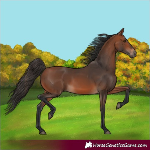 Horse Color:Bay 