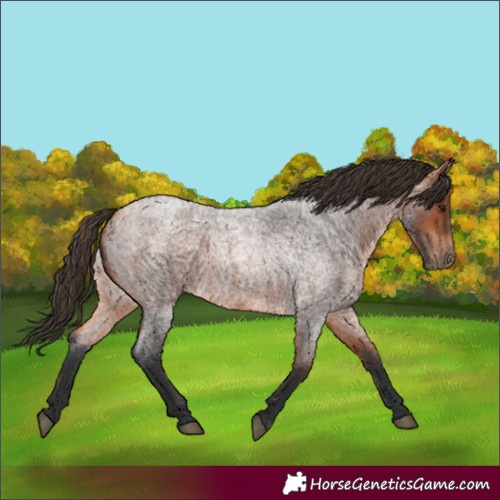 Horse Color:Bay Roan