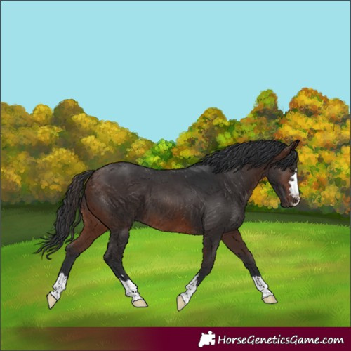 Horse Color:Brown 