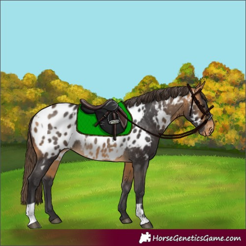 Horse Color:Buckskin Near Leopard  and Buckskin Near Leopard Rabicano 