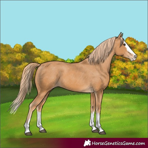 Horse Color:Chestnut Splash Appaloosa 
