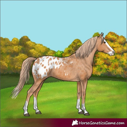 Horse Color:Chestnut Splash Appaloosa 