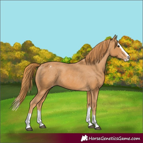 Horse Color:Chestnut Splash Appaloosa 