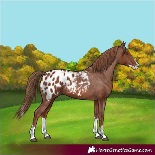 Horse Color:Chestnut Splash Appaloosa