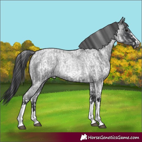 Horse Color:White Spotted Blue Roan Rabicano  and Blue Roan Rabicano 