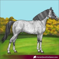Horse Color:White Spotted Blue Roan Rabicano and Blue Roan Rabicano