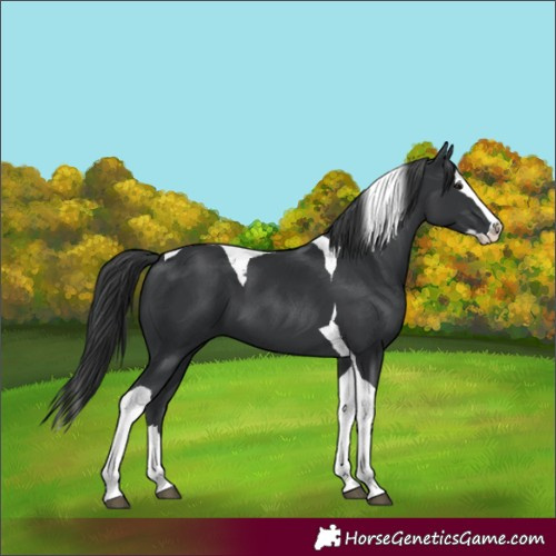 Horse Color:Black Splash Tobiano 