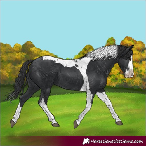 Horse Color:Black Splash Tobiano 