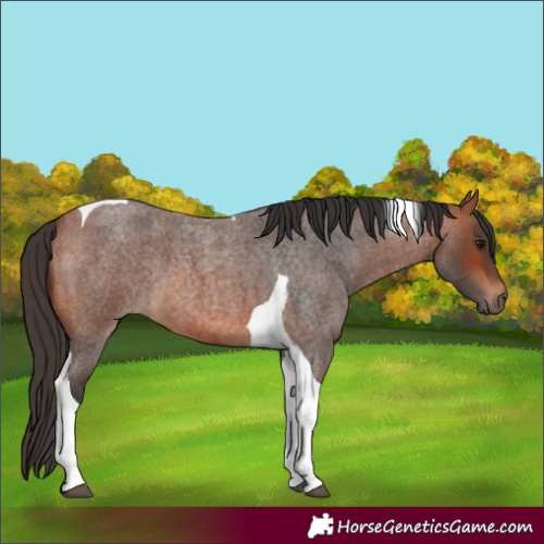 Horse Color:Bay Roan Tobiano 
