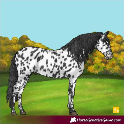 Horse Color:Black Appaloosa