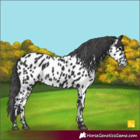 Horse Color:Black Appaloosa 