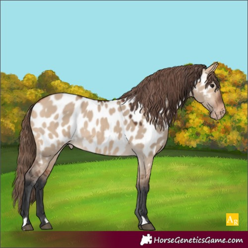 Horse Color:Bay Dun Appaloosa 