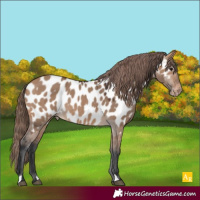 Horse Color:Bay Dun Appaloosa 