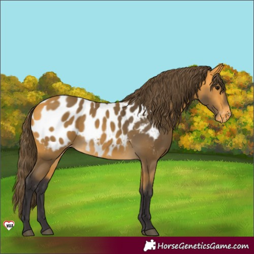 Horse Color:Buckskin Appaloosa