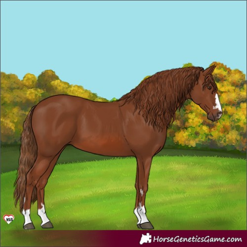 Horse Color:Chestnut 