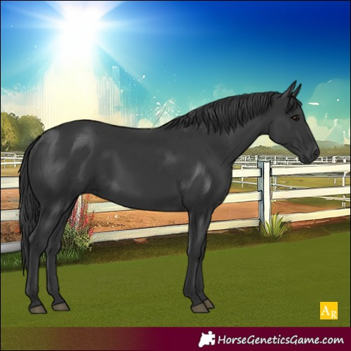 Horse Color:Black 