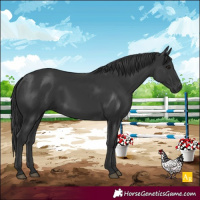 Horse Color:Black 