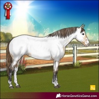 Horse Color:Powder White Buckskin Dun Appaloosa 