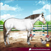 Horse Color:Powder White Buckskin Dun Appaloosa 