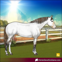 Horse Color:Powder White Buckskin Dun Appaloosa 