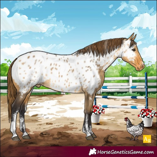 Horse Color:Powder White Buckskin Dun Appaloosa