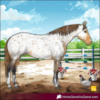 Horse Color:Powder White Buckskin Dun Appaloosa 